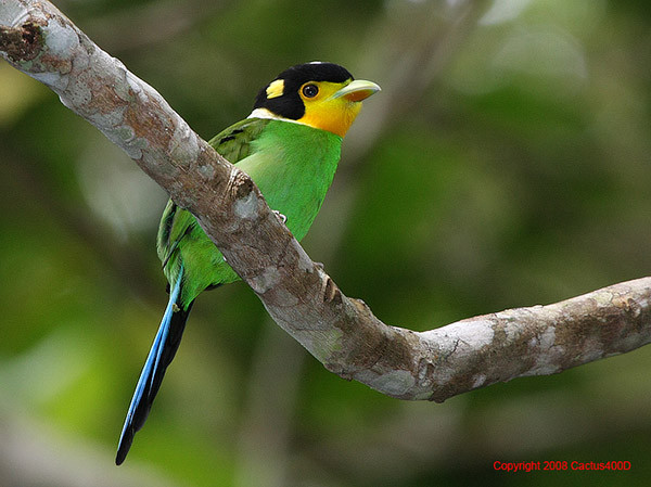 Mỏ rộng xanh (Ảnh minh họa) Mỏ rộng xanh (Ảnh minh họa)