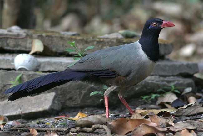 Phướn đất Phướn đất