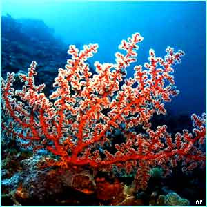 San hô đỏ Kô-noi (Ảnh minh họa) San hô đỏ Kô-noi (Ảnh minh họa)