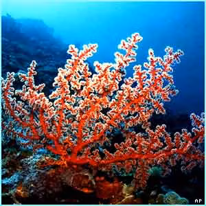 San hô đỏ Kô-noi (Ảnh minh họa)