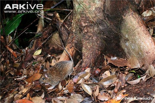 Chuột gai Muennink: Chuột gai Muennink với tên khoa học Tokudaia muenninki thuộc họ chuột Muridae. Loài chuột này chỉ sinh sống duy nhất tại đảo Okinawa, Nhật Bản. Năm 2008, lần đầu tiên sau 30 năm nghiên cứu, các nhà khoa học mới bắt được một con chuột gai Muennink tại phía bắc đảo Okinawa.