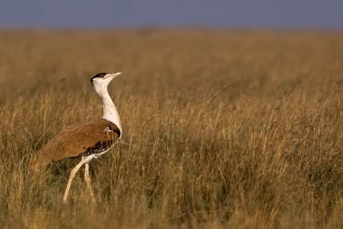 Chim ôtit Ấn Độ: Chim ôtit Ấn Độ với tên khoa học Ardeotis nigriceps chuyên sinh sống tại Ấn Độ và các vùng giáp ranh của Pakistan. Thuộc lớp chim lớn với đôi chân dài, chim ôtit đã khiến nhiều người nhầm tưởng nó với loài đà điểu của châu Phi.