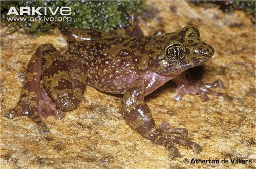 Ếch ma núi Bàn: Ếch ma núi Bàn được giới khao học gọi với cái tên Heleophryne rosei là một vận động viên bơi lội cừ khôi nhưng khả năng nhảy lại rất kém. Chúng chỉ sống trên khu vực sườn dốc thuộc dãy núi Bàn tại thành phố Cape Town, Nam Phi.