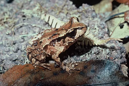 Ếch Archey: Ếch Archey có tên khoa học Leiopelma archeyi là loài ếch bản địa đầu tiên của New Zealand. Loài ếch này mang những đặc điểm cấu tạo tương tự như các hóa thạch ếch sống cách đây 150 triệu năm.