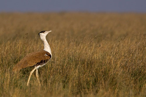 Chim ôtit Ấn Độ: Chim ôtit Ấn Độ với tên khoa học Ardeotis nigriceps chuyên sinh sống tại Ấn Độ và các vùng giáp ranh của Pakistan. Thuộc lớp chim lớn với đôi chân dài, chim ôtit đã khiến nhiều người nhầm tưởng nó với loài đà điểu của châu Phi.