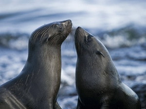 Ảnh minh họa. (Nguồn: Disney Enterprises) Ảnh minh họa. (Nguồn: Disney Enterprises)