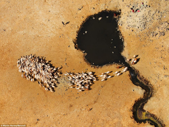 Đàn dê ở suối Koroli, phía nam sa mạc Chalbi.