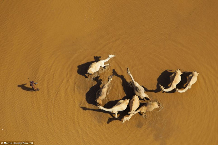 Những chú lạc đà ở sa mạc Chalbi, phía bắc Kenya.