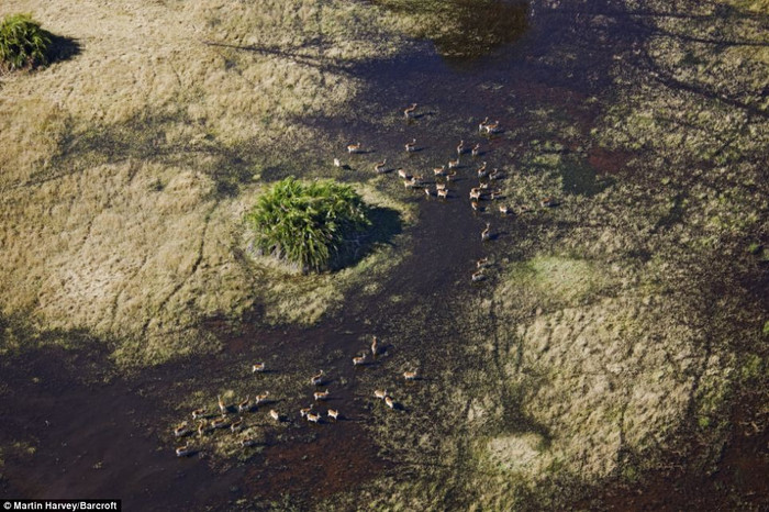 Đàn linh dương tha thẩn ở vùng Botswana.