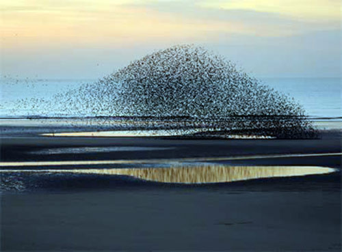 Đàn chim đang di tản trên bãi biển ở Blackpool, Anh. Đàn chim đang di tản trên bãi biển ở Blackpool, Anh.