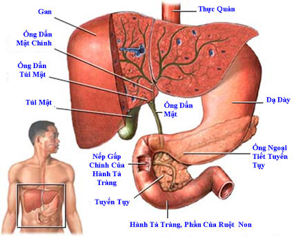 Tiểu đường: Tránh vitamin B3, tiểu đường là tình trạng bệnh mãn tính do quá nhiều đường (glucose) trong máu. Nhưng quá nhiều vitamin B3 (hơn 100 mg mỗi ngày) có thể làm tăng lượng glucose máu lên cao hơn nữa, do làm giảm lượng glucose được hấp thụ vào tế bào. Tiểu đường: Tránh vitamin B3, tiểu đường là tình trạng bệnh mãn tính do quá nhiều đường (glucose) trong máu. Nhưng quá nhiều vitamin B3 (hơn 100 mg mỗi ngày) có thể làm tăng lượng glucose máu lên cao hơn nữa, do làm giảm lượng glucose được hấp thụ vào tế bào.