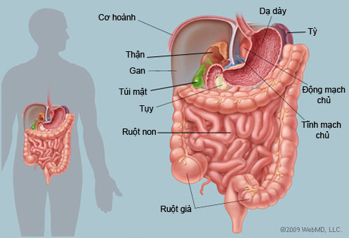 9. Viêm đường ruột cấp tính: Bước vào mùa thu, chúng ta phải đặc biệt chú ý phòng ngừa chứng viêm đường ruột cấp tính, bởi vì mùa thu chức năng tiêu hóa của cơ thể chúng ta kém, do đó sức đề kháng của ruột bị suy yếu. Để giảm nguy cơ bị viêm đường ruột, hàng ngày bạn nên có chế độ ăn uống cẩn thận: đúng giờ, cố gắng ăn ít các đồ cay nóng, càng không thể uống rượu, hút thuốc. 9. Viêm đường ruột cấp tính: Bước vào mùa thu, chúng ta phải đặc biệt chú ý phòng ngừa chứng viêm đường ruột cấp tính, bởi vì mùa thu chức năng tiêu hóa của cơ thể chúng ta kém, do đó sức đề kháng của ruột bị suy yếu. Để giảm nguy cơ bị viêm đường ruột, hàng ngày bạn nên có chế độ ăn uống cẩn thận: đúng giờ, cố gắng ăn ít các đồ cay nóng, càng không thể uống rượu, hút thuốc.