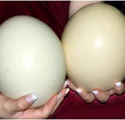 Ngoài ra trứng đà điểu còn giàu vitamin E và axít pantothenic, sắt. Ví dụ một quả trứng gà có chứa 91 mg sắt còn một quả trứng đà điểu có chứa 111 mg hay một quả trứng gà chứa 490 mg manhe trong khi đó ở đà điều là 540 mg. Ngoài ra trứng đà điểu còn giàu vitamin E và axít pantothenic, sắt. Ví dụ một quả trứng gà có chứa 91 mg sắt còn một quả trứng đà điểu có chứa 111 mg hay một quả trứng gà chứa 490 mg manhe trong khi đó ở đà điều là 540 mg.