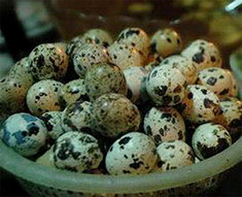 Tuy nhiên, những người già, người mắc tăng huyết áp, người dễ có nguy cơ bị tim mạch hay người có hàm lượng cholesterol trong máu cao nên hạn chế ăn trứng cút vì trong thành phần của trứng cút có chứa một lượng lớn cholesterol. Tuy nhiên, những người già, người mắc tăng huyết áp, người dễ có nguy cơ bị tim mạch hay người có hàm lượng cholesterol trong máu cao nên hạn chế ăn trứng cút vì trong thành phần của trứng cút có chứa một lượng lớn cholesterol.