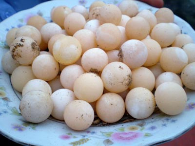 7. Trứng ba ba: Trứng ba ba có thể dùng chữa được một số bệnh như, dùng trứng ba ba chữa bệnh lỵ kinh niên, hoặc dùng lòng trắng trứng ba ba bôi để chữa bệnh trĩ. 7. Trứng ba ba: Trứng ba ba có thể dùng chữa được một số bệnh như, dùng trứng ba ba chữa bệnh lỵ kinh niên, hoặc dùng lòng trắng trứng ba ba bôi để chữa bệnh trĩ.