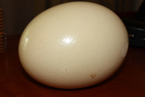 4. Trứng đà điểu: Trứng đà điểu (Ostrich egg) được người Mỹ dùng khá phổ biến từ thời Phoenicia (nền văn minh cổ đại dọc eo biển Libăng, Xiri và Bắc Israel từ năm 1550 trước Công nguyên). Mỗi quả trứng đà điểu đủ cho 10 người ăn, tương đương 30 quả trứng gà, nặng trên 2,2 kg, nếu luộc phải mất trên tiếng rưỡi mới chín. 4. Trứng đà điểu: Trứng đà điểu (Ostrich egg) được người Mỹ dùng khá phổ biến từ thời Phoenicia (nền văn minh cổ đại dọc eo biển Libăng, Xiri và Bắc Israel từ năm 1550 trước Công nguyên). Mỗi quả trứng đà điểu đủ cho 10 người ăn, tương đương 30 quả trứng gà, nặng trên 2,2 kg, nếu luộc phải mất trên tiếng rưỡi mới chín.