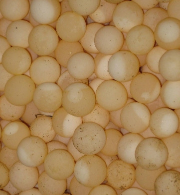 Trứng ba ba cũng có thể chữa được bệnh hen suyễn: Cho trứng ba ba vào rượu luộc chin, cho đường phèn vào khi tan hết đường phèn thì cho bệnh nhân ăn trứng, uống rượu. Ngày 1 lần cứ như thế 2-3 ngày. Trứng ba ba cũng có thể chữa được bệnh hen suyễn: Cho trứng ba ba vào rượu luộc chin, cho đường phèn vào khi tan hết đường phèn thì cho bệnh nhân ăn trứng, uống rượu. Ngày 1 lần cứ như thế 2-3 ngày.