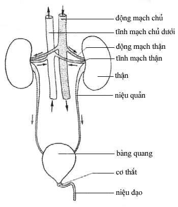 2. Vấn đề bài tiết: Có rất nhiều bệnh nhân vì xấu hổ mà không nói ra tình hình chất thải và bài tiết của mình. Điều này có thể làm cho bệnh trầm trọng hơn bởi nước tiểu cho phép bác sỹ có thể phát hiện sớm bệnh ung thư ruột kết. Phát hiện càng sớm tỷ lệ chữa khỏi càng cao. (Ảnh: mô hình hệ bài tiết) 2. Vấn đề bài tiết: Có rất nhiều bệnh nhân vì xấu hổ mà không nói ra tình hình chất thải và bài tiết của mình. Điều này có thể làm cho bệnh trầm trọng hơn bởi nước tiểu cho phép bác sỹ có thể phát hiện sớm bệnh ung thư ruột kết. Phát hiện càng sớm tỷ lệ chữa khỏi càng cao. (Ảnh: mô hình hệ bài tiết)