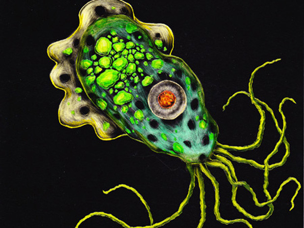 “Amip ăn não người” hay còn gọi là bệnh viêm não-màng não do đơn bào Naegleria fowleri gây ra, đây là một bệnh rất hiếm gặp, nhưng có tỷ lệ tử vong rất cao lên đến 98%. “Amip ăn não người” hay còn gọi là bệnh viêm não-màng não do đơn bào Naegleria fowleri gây ra, đây là một bệnh rất hiếm gặp, nhưng có tỷ lệ tử vong rất cao lên đến 98%.