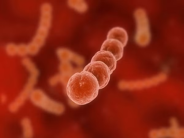 2. Liên cầu khuẩn (Streptococcus): Liên cầu khuẩn có thể gây nên những chứng bệnh nghiêm trọng như viêm màng não, viêm quầng (một dạng nhiễm khuẩn da, các mô dưới da), hoại tử fasciitis (khuẩn “ăn thịt người”)... Tuy nhiên, không phải tất cả liên cầu khuẩn đều có hại. Liên cầu S. thermophilus được ứng dụng trong quá trình sản xuất sữa chua và phô mai.