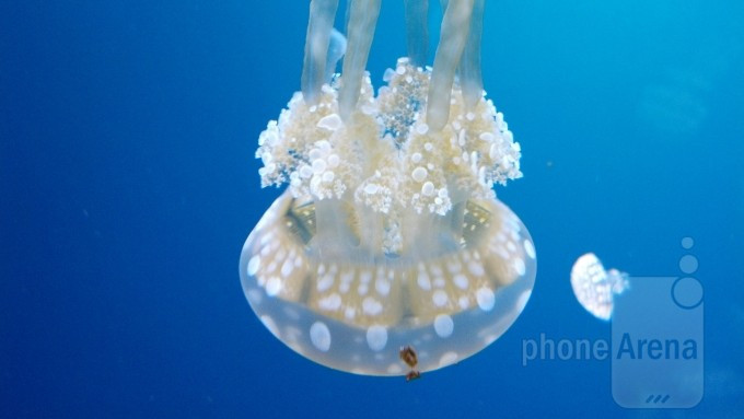 Motorola DROID RAZR MAXX Motorola DROID RAZR MAXX