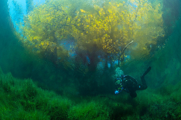 Một cái cây đổ lá vàng được chụp từ dưới mặt nước. Do vị trí cách trở với bên ngoài, hồ Goluboe không được nhiều người biết tới và vẫn giữ được vẻ đẹp hoang sơ vốn có. Một cái cây đổ lá vàng được chụp từ dưới mặt nước. Do vị trí cách trở với bên ngoài, hồ Goluboe không được nhiều người biết tới và vẫn giữ được vẻ đẹp hoang sơ vốn có.