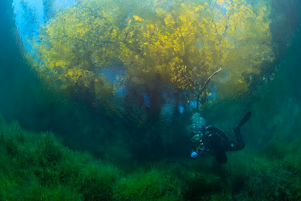 Một cái cây đổ lá vàng được chụp từ dưới mặt nước. Do vị trí cách trở với bên ngoài, hồ Goluboe không được nhiều người biết tới và vẫn giữ được vẻ đẹp hoang sơ vốn có.