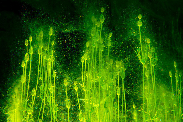 Dưới đáy hồ tối đen là cả một thế giới sinh vật hoàn toàn khác biệt. Trong hình, tảo sống dưới đáy hồ phát ra ánh sáng màu xanh kỳ lạ. Dưới đáy hồ tối đen là cả một thế giới sinh vật hoàn toàn khác biệt. Trong hình, tảo sống dưới đáy hồ phát ra ánh sáng màu xanh kỳ lạ.