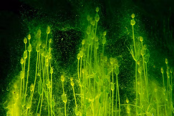 Dưới đáy hồ tối đen là cả một thế giới sinh vật hoàn toàn khác biệt. Trong hình, tảo sống dưới đáy hồ phát ra ánh sáng màu xanh kỳ lạ.