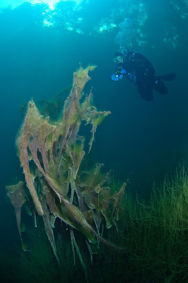 Hồ Goluboe là hồ nằm trên núi đá vôi lớn thứ ba trên thế giới. Độ sâu của hồ lên tới 258m. Trong ảnh là một đám tảo kỳ lạ bồng bềnh trong trong nước. Hồ Goluboe là hồ nằm trên núi đá vôi lớn thứ ba trên thế giới. Độ sâu của hồ lên tới 258m. Trong ảnh là một đám tảo kỳ lạ bồng bềnh trong trong nước.