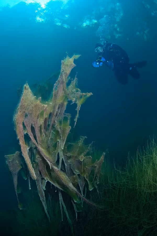 Hồ Goluboe là hồ nằm trên núi đá vôi lớn thứ ba trên thế giới. Độ sâu của hồ lên tới 258m. Trong ảnh là một đám tảo kỳ lạ bồng bềnh trong trong nước.