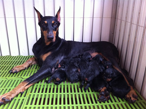 Một chú Doberman con thuần chủng được bắt tại lò thường có giá từ 25 - 30 triệu/con nhưng thường rất khó tìm để mua (Ảnh: Internet). Một chú Doberman con thuần chủng được bắt tại lò thường có giá từ 25 - 30 triệu/con nhưng thường rất khó tìm để mua (Ảnh: Internet).