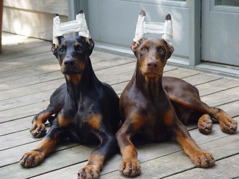Để có được đôi tai dựng đứng vào lúc trưởng thành, vào lúc 12 tuần tuổi, tai Doberman thông thường được bấm nhỏ bớt lại. Ngày nay, việc bấm tai và đuôi Doberman đã chính thức bị cấm tại Anh quốc. Vì thế chúng ta có thể nhìn thấy các chú chó Doberman với đôi tai dài và cụp cùng với đuôi dài quá đầu gối. Với 4 chiếc chân thẳng dài, chó Doberman thuần chủng có dáng đi uyển chuyển, thanh nhã nhưng cũng rất vững chãi (Ảnh: Internet). Để có được đôi tai dựng đứng vào lúc trưởng thành, vào lúc 12 tuần tuổi, tai Doberman thông thường được bấm nhỏ bớt lại. Ngày nay, việc bấm tai và đuôi Doberman đã chính thức bị cấm tại Anh quốc. Vì thế chúng ta có thể nhìn thấy các chú chó Doberman với đôi tai dài và cụp cùng với đuôi dài quá đầu gối. Với 4 chiếc chân thẳng dài, chó Doberman thuần chủng có dáng đi uyển chuyển, thanh nhã nhưng cũng rất vững chãi (Ảnh: Internet).