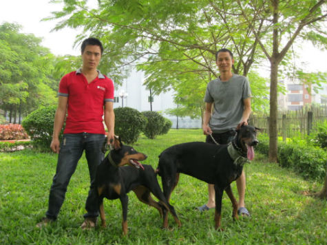 Do việc khan hiếm giống tại Việt Nam, vì thế đối với những người sành sỏi, việc lựa chọn con giống là rất quan trọng nên đến thời kỳ sinh sản, họ thường đem những chú "khuyển cưng" của mình đến những địa chỉ uy tín để phối giống nhằm tránh tình trạng lai tạp (Ảnh: Internet). Do việc khan hiếm giống tại Việt Nam, vì thế đối với những người sành sỏi, việc lựa chọn con giống là rất quan trọng nên đến thời kỳ sinh sản, họ thường đem những chú "khuyển cưng" của mình đến những địa chỉ uy tín để phối giống nhằm tránh tình trạng lai tạp (Ảnh: Internet).