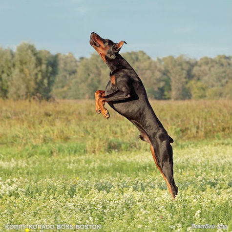 Vì Doberman rất thông minh, dễ dạy bảo, có khả năng tấn công, bảo vệ rất tốt nên trong thực tế chúng thường được huấn luyện để phục vụ nhiều mục đích khác nhau (trong đó có cả mục đích xấu). Phim ảnh đã từng có thời dựng rất nhiều về Doberman như Doberman Gang (1972), Daring Dobermans(1973), The Amazing Dobermans(1976), Eyes of an Angel(1991)....,trong các bộ phim này đôi lúc Doberman xuất hiện với hình ảnh dữ dằn (Doberman Gang) nên nhiều người không hiểu biết về giống này nghĩ rằng giống này hung dữ nhưng thực ra Dobermann rất đáng yêu và thông minh (xem phim Eyes of an Angel), chúng rất hiếm khi tự ý tấn công con người, trừ trường hợp nó cảm thấy có điều gì nguy hiểm đang xảy ra với chủ hoặc gia đình nó hoặc khi nó được huấn luyện và ra lệnh tấn công con người (Ảnh: Internet). Vì Doberman rất thông minh, dễ dạy bảo, có khả năng tấn công, bảo vệ rất tốt nên trong thực tế chúng thường được huấn luyện để phục vụ nhiều mục đích khác nhau (trong đó có cả mục đích xấu). Phim ảnh đã từng có thời dựng rất nhiều về Doberman như Doberman Gang (1972), Daring Dobermans(1973), The Amazing Dobermans(1976), Eyes of an Angel(1991)....,trong các bộ phim này đôi lúc Doberman xuất hiện với hình ảnh dữ dằn (Doberman Gang) nên nhiều người không hiểu biết về giống này nghĩ rằng giống này hung dữ nhưng thực ra Dobermann rất đáng yêu và thông minh (xem phim Eyes of an Angel), chúng rất hiếm khi tự ý tấn công con người, trừ trường hợp nó cảm thấy có điều gì nguy hiểm đang xảy ra với chủ hoặc gia đình nó hoặc khi nó được huấn luyện và ra lệnh tấn công con người (Ảnh: Internet).
