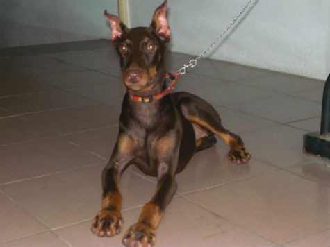 Một chú Doberman con thuần chủng được bắt tại lò thường có giá từ 25 - 30 triệu/con nhưng thường rất khó tìm để mua (Ảnh: Internet). Một chú Doberman con thuần chủng được bắt tại lò thường có giá từ 25 - 30 triệu/con nhưng thường rất khó tìm để mua (Ảnh: Internet).