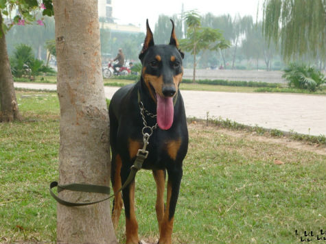 Thông thường Dobermann có bộ ngực to khỏe, cơ thể săn chắc vạm vỡ. Nhưng theo xu hướng hiện nay thì người ta ưa chuộng Dobermann gầy và thon thả hơn. Tuy vậy, những con Dobermann to khỏe vẫn được một số người thích chọn (Ảnh: Internet). Thông thường Dobermann có bộ ngực to khỏe, cơ thể săn chắc vạm vỡ. Nhưng theo xu hướng hiện nay thì người ta ưa chuộng Dobermann gầy và thon thả hơn. Tuy vậy, những con Dobermann to khỏe vẫn được một số người thích chọn (Ảnh: Internet).