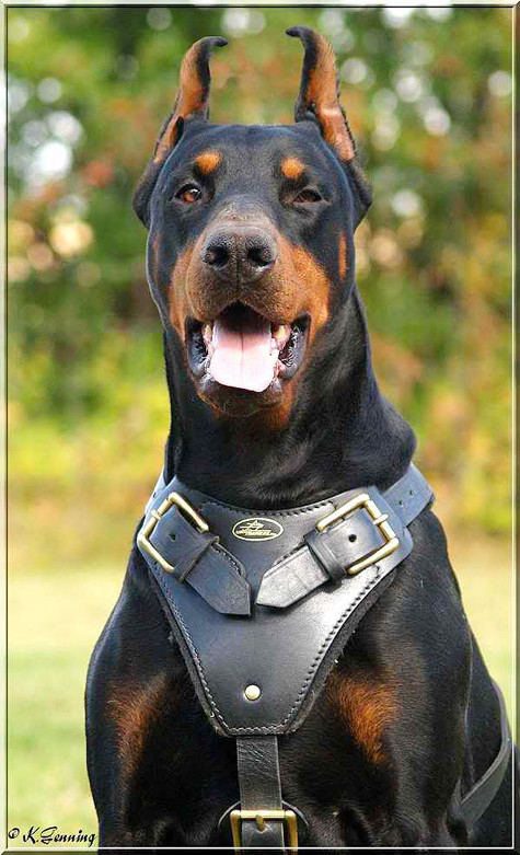 Chính với những đặc tính nổi trội như vậy nên rất nhiều "đại gia" sẵn sàng chi cả chục nghìn đô để được sở hữu một "chiến tướng" dũng mãnh như Doberman để thể hiện đẳng cấp vượt trội đồng thời cũng là một vệ sỹ cực kỳ tin cậy (Ảnh: Internet). Chính với những đặc tính nổi trội như vậy nên rất nhiều "đại gia" sẵn sàng chi cả chục nghìn đô để được sở hữu một "chiến tướng" dũng mãnh như Doberman để thể hiện đẳng cấp vượt trội đồng thời cũng là một vệ sỹ cực kỳ tin cậy (Ảnh: Internet).