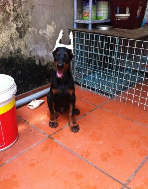 Trước đây mọi người còn hoài nghi về khả năng xén, dựng tai cho Doberman ở Việt Nam, tuy nhiên với nhiều người đam mê giống chó đặc biệt này đã không ngần ngại bỏ công sức ra để xén dựng tai cho Doberman nhằm chứng minh việc tạo ra một chú "Doberman hoàn chỉnh" như trong phim ảnh là điều hoàn toàn có thể làm được ở Việt Nam (Ảnh: Internet). Trước đây mọi người còn hoài nghi về khả năng xén, dựng tai cho Doberman ở Việt Nam, tuy nhiên với nhiều người đam mê giống chó đặc biệt này đã không ngần ngại bỏ công sức ra để xén dựng tai cho Doberman nhằm chứng minh việc tạo ra một chú "Doberman hoàn chỉnh" như trong phim ảnh là điều hoàn toàn có thể làm được ở Việt Nam (Ảnh: Internet).