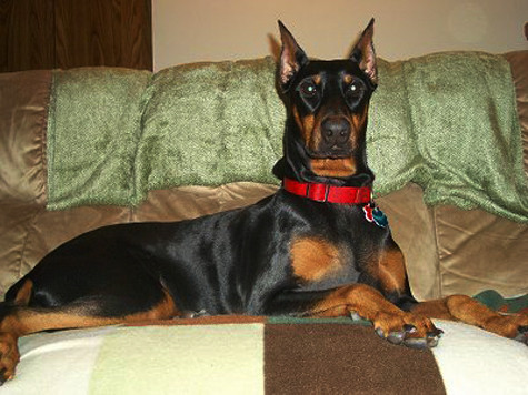 Khi nhắc đến Dobermann, đa số mọi người nghĩ đến một con Dobermann màu đen với các viền nâu vàng, tính cách rất mạnh mẽ có thân hình cơ bắp nhưng lại rất thanh nhã. Chúng có bộ ngực cân đối, phần thân sau gọn gàng và cần cổ cơ bắp chắc nịch. Lông ngắn, dày và cứng, bó sát vào lớp da. Thường gặp nhất là màu đen, đen vàng hoặc thậm chí đôi khi là màu xanh xám, đỏ. Màu lông trắng thông thường không được công nhận tại các câu lạc bộ có uy tín, tuy vậy đôi khi ta có thể gặp những cá thể sinh ra trắng toát (bạch tạng). Bộ răng rất khoẻ và sắc. Mắt có màu thẫm rất linh động và thông minh (Ảnh: Internet). Khi nhắc đến Dobermann, đa số mọi người nghĩ đến một con Dobermann màu đen với các viền nâu vàng, tính cách rất mạnh mẽ có thân hình cơ bắp nhưng lại rất thanh nhã. Chúng có bộ ngực cân đối, phần thân sau gọn gàng và cần cổ cơ bắp chắc nịch. Lông ngắn, dày và cứng, bó sát vào lớp da. Thường gặp nhất là màu đen, đen vàng hoặc thậm chí đôi khi là màu xanh xám, đỏ. Màu lông trắng thông thường không được công nhận tại các câu lạc bộ có uy tín, tuy vậy đôi khi ta có thể gặp những cá thể sinh ra trắng toát (bạch tạng). Bộ răng rất khoẻ và sắc. Mắt có màu thẫm rất linh động và thông minh (Ảnh: Internet).