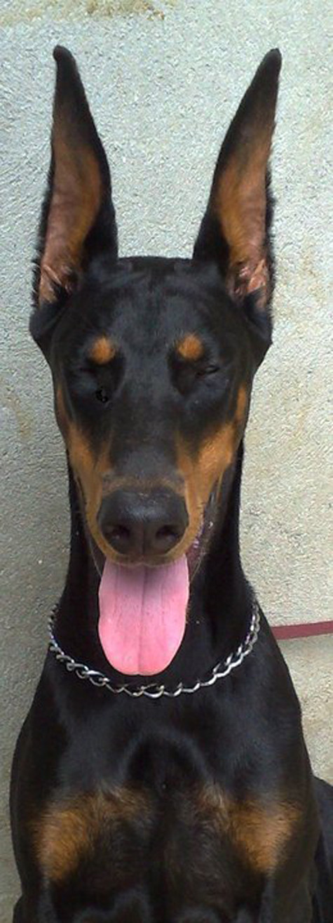 Dobermann được ra đời năm khoảng năm 1890 tại Đức bởi Louis Dobermann. Ông ta làm nghề thu thuế và thường xuyên phải đi lại ở những vùng đất đầy rẫy nguy hiểm và trộm cướp. Với công việc như vậy, ông cần một giống có những phẩm chất như: thông minh, trung thành, gan dạ, thính nhạy, khỏe mạnh, có thể lực tốt, có khả năng bảo vệ và tấn công cao vì thế ông đã tìm cách gây giống và tạo nên Dobermann. Mọi người tin rằng Dobermann là sự kết hợp của giống German Pinscher, Rottweiler, Thuringian Shepherd, Greyhound đen, Great Dane, Weimaraner, German Shorthaired Pointer và German Shepherd cổ. Tỷ lệ kết hợp như thế nào, cho đến nay, vẫn chưa chắc chắn, nhưng giới chuyên môn vẫn tin rằng ít nhất Dobermann có mang dòng máu của 4 trong số các loại kể trên (Ảnh: Internet). Dobermann được ra đời năm khoảng năm 1890 tại Đức bởi Louis Dobermann. Ông ta làm nghề thu thuế và thường xuyên phải đi lại ở những vùng đất đầy rẫy nguy hiểm và trộm cướp. Với công việc như vậy, ông cần một giống có những phẩm chất như: thông minh, trung thành, gan dạ, thính nhạy, khỏe mạnh, có thể lực tốt, có khả năng bảo vệ và tấn công cao vì thế ông đã tìm cách gây giống và tạo nên Dobermann. Mọi người tin rằng Dobermann là sự kết hợp của giống German Pinscher, Rottweiler, Thuringian Shepherd, Greyhound đen, Great Dane, Weimaraner, German Shorthaired Pointer và German Shepherd cổ. Tỷ lệ kết hợp như thế nào, cho đến nay, vẫn chưa chắc chắn, nhưng giới chuyên môn vẫn tin rằng ít nhất Dobermann có mang dòng máu của 4 trong số các loại kể trên (Ảnh: Internet).