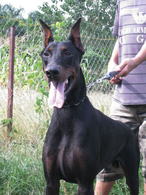 Doberman hiện nay vẫn còn khá hiếm Ở Việt Nam. Nhiều người yêu thích dòng chó này nhưng không biết tìm mua ở đâu (Các chợ chó nổi tiếng ở Hà Nội, TPHCm hầu như không bao giờ thấy có bán Doberman trong khi Rottweiler, Becgiê, Pittbull, Phú Quốc... Lúc nào cũng có). Còn việc nhập khẩu mới thì rất khó khăn do giá Doberman ở nước ngoài khá cao, cao hơn hẳn so với nhiều giống chó khác (Ảnh: Internet). Doberman hiện nay vẫn còn khá hiếm Ở Việt Nam. Nhiều người yêu thích dòng chó này nhưng không biết tìm mua ở đâu (Các chợ chó nổi tiếng ở Hà Nội, TPHCm hầu như không bao giờ thấy có bán Doberman trong khi Rottweiler, Becgiê, Pittbull, Phú Quốc... Lúc nào cũng có). Còn việc nhập khẩu mới thì rất khó khăn do giá Doberman ở nước ngoài khá cao, cao hơn hẳn so với nhiều giống chó khác (Ảnh: Internet).