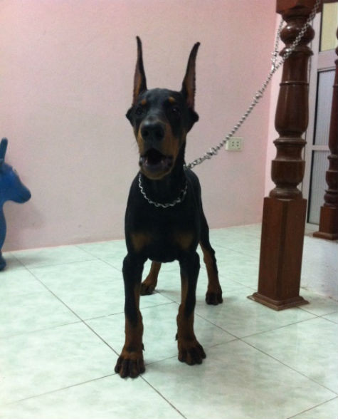 Trước đây mọi người còn hoài nghi về khả năng xén, dựng tai cho Doberman ở Việt Nam, tuy nhiên với nhiều người đam mê giống chó đặc biệt này đã không ngần ngại bỏ công sức ra để xén dựng tai cho Doberman nhằm chứng minh việc tạo ra một chú "Doberman hoàn chỉnh" như trong phim ảnh là điều hoàn toàn có thể làm được ở Việt Nam (Ảnh: Internet). Trước đây mọi người còn hoài nghi về khả năng xén, dựng tai cho Doberman ở Việt Nam, tuy nhiên với nhiều người đam mê giống chó đặc biệt này đã không ngần ngại bỏ công sức ra để xén dựng tai cho Doberman nhằm chứng minh việc tạo ra một chú "Doberman hoàn chỉnh" như trong phim ảnh là điều hoàn toàn có thể làm được ở Việt Nam (Ảnh: Internet).