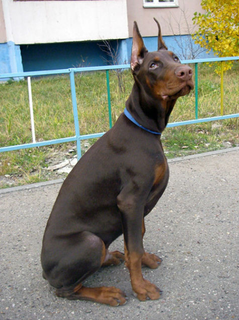 Chính với những đặc tính nổi trội như vậy nên rất nhiều "đại gia" sẵn sàng chi cả chục nghìn đô để được sở hữu một "chiến tướng" dũng mãnh như Doberman để thể hiện đẳng cấp vượt trội đồng thời cũng là một vệ sỹ cực kỳ tin cậy (Ảnh: Internet). Chính với những đặc tính nổi trội như vậy nên rất nhiều "đại gia" sẵn sàng chi cả chục nghìn đô để được sở hữu một "chiến tướng" dũng mãnh như Doberman để thể hiện đẳng cấp vượt trội đồng thời cũng là một vệ sỹ cực kỳ tin cậy (Ảnh: Internet).