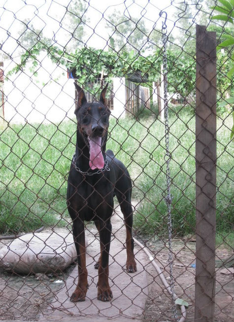Tính cách Được lai tạo hàng thế kỷ để trở thành loài chó canh gác, Doberman có được các phẩm chất lý tưởng cho công việc này: Nhậy cảm, nhiệt huyết và có sức mạnh và sự bền bỉ phi thường. Hơn thế nữa, đây là một trong những giống chó vô cùng thông minh và dễ dạy bảo. Quyết đoán, không hề biết sợ hãi nhưng không hoang dã, Trung thành, tận tuỵ và tình cảm với gia đình chủ, chó Doberman gần như trở thành một thành viên chính thức của gia đình. Giống chó này cần một người chủ mạnh mẽ, nghiêm minh và quan trọng nhất là không được sợ chúng (Ảnh: Internet). Tính cách Được lai tạo hàng thế kỷ để trở thành loài chó canh gác, Doberman có được các phẩm chất lý tưởng cho công việc này: Nhậy cảm, nhiệt huyết và có sức mạnh và sự bền bỉ phi thường. Hơn thế nữa, đây là một trong những giống chó vô cùng thông minh và dễ dạy bảo. Quyết đoán, không hề biết sợ hãi nhưng không hoang dã, Trung thành, tận tuỵ và tình cảm với gia đình chủ, chó Doberman gần như trở thành một thành viên chính thức của gia đình. Giống chó này cần một người chủ mạnh mẽ, nghiêm minh và quan trọng nhất là không được sợ chúng (Ảnh: Internet).
