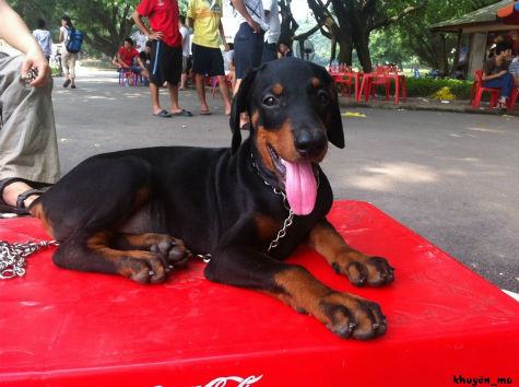 Từ lâu, trong các cuộc thi chó, Doberman đã được thừa nhận là những con chó tuân lệnh bậc nhất, cũng như khả năng tuyệt vời trong các công việc như đánh hơi tìm đồ vật, đồ buôn lậu, ma tuý. Doberman cũng đã được công nhận như những anh hùng thời chiến, vì chúng đã từng cứu hàng ngàn người trong Thế Chiến II. Sau đó, chúng cũng được huấn luyện để trợ giúp người mù, chó kéo xe, chó chữa bệnh để giúp những người ốm hoặc người già, trong các bệnh viện (Ảnh: Internet). Từ lâu, trong các cuộc thi chó, Doberman đã được thừa nhận là những con chó tuân lệnh bậc nhất, cũng như khả năng tuyệt vời trong các công việc như đánh hơi tìm đồ vật, đồ buôn lậu, ma tuý. Doberman cũng đã được công nhận như những anh hùng thời chiến, vì chúng đã từng cứu hàng ngàn người trong Thế Chiến II. Sau đó, chúng cũng được huấn luyện để trợ giúp người mù, chó kéo xe, chó chữa bệnh để giúp những người ốm hoặc người già, trong các bệnh viện (Ảnh: Internet).
