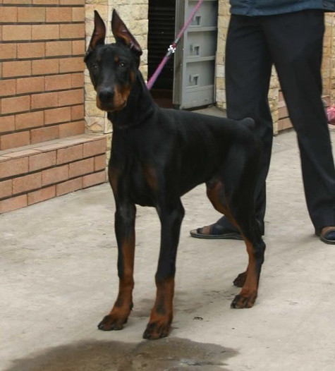 Doberman hiện nay vẫn còn khá hiếm Ở Việt Nam. Nhiều người yêu thích dòng chó này nhưng không biết tìm mua ở đâu (Các chợ chó nổi tiếng ở Hà Nội, TPHCm hầu như không bao giờ thấy có bán Doberman trong khi Rottweiler, Becgiê, Pittbull, Phú Quốc... Lúc nào cũng có). Còn việc nhập khẩu mới thì rất khó khăn do giá Doberman ở nước ngoài khá cao, cao hơn hẳn so với nhiều giống chó khác (Ảnh: Internet). Doberman hiện nay vẫn còn khá hiếm Ở Việt Nam. Nhiều người yêu thích dòng chó này nhưng không biết tìm mua ở đâu (Các chợ chó nổi tiếng ở Hà Nội, TPHCm hầu như không bao giờ thấy có bán Doberman trong khi Rottweiler, Becgiê, Pittbull, Phú Quốc... Lúc nào cũng có). Còn việc nhập khẩu mới thì rất khó khăn do giá Doberman ở nước ngoài khá cao, cao hơn hẳn so với nhiều giống chó khác (Ảnh: Internet).