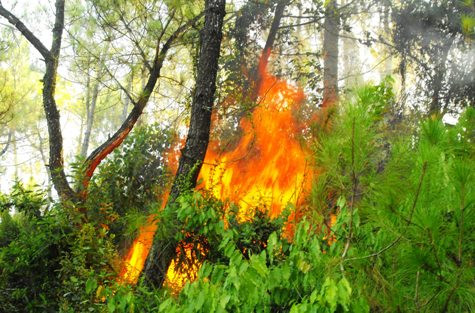 Thảm thực bì dày và gió to đã khiến ngọn lừa nhanh chóng lan rộng Thảm thực bì dày và gió to đã khiến ngọn lừa nhanh chóng lan rộng