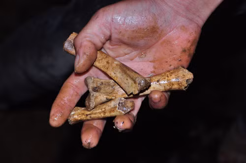 Không gian càng thêm ẩm ướt, không khí quặn lên mùi vị tanh tưởi, lớp đất nhão nhét, nước từ đá thấm nhỏ ướt lạnh. Cho đến nay, vẫn chưa có một người nào tìm ra kho báu khổng lồ nhưng nhiều người dân vẫn tin vào câu chuyện hang “Kim ngân thất thập táng”. Ông Lưu Hồng Sơn, Chủ tịch UBND xã Thông Huề cho biết: “Cũng không biết hang vàng có từ khi nào, tất cả chuyện về hang chỉ là những lời truyền miệng từ người này sang người khác chứ thực hư thế nào cũng chưa ai biết. Dù ngọn núi này có kho báu khổng lồ hay không thì chúng tôi vẫn cố gắng tuyên truyền động viên người dân yên tâm làm ăn, không để tin đồn hang thiêng có bùa yểm ảnh hưởng đến tín ngưỡng, tập tục của bà con và tránh kẻ xấu lợi dụng chuyện này gây mất trật tự an ninh”. Ảnh: Nắm xương được tìm thấy trong hang. Không gian càng thêm ẩm ướt, không khí quặn lên mùi vị tanh tưởi, lớp đất nhão nhét, nước từ đá thấm nhỏ ướt lạnh. Cho đến nay, vẫn chưa có một người nào tìm ra kho báu khổng lồ nhưng nhiều người dân vẫn tin vào câu chuyện hang “Kim ngân thất thập táng”. Ông Lưu Hồng Sơn, Chủ tịch UBND xã Thông Huề cho biết: “Cũng không biết hang vàng có từ khi nào, tất cả chuyện về hang chỉ là những lời truyền miệng từ người này sang người khác chứ thực hư thế nào cũng chưa ai biết. Dù ngọn núi này có kho báu khổng lồ hay không thì chúng tôi vẫn cố gắng tuyên truyền động viên người dân yên tâm làm ăn, không để tin đồn hang thiêng có bùa yểm ảnh hưởng đến tín ngưỡng, tập tục của bà con và tránh kẻ xấu lợi dụng chuyện này gây mất trật tự an ninh”. Ảnh: Nắm xương được tìm thấy trong hang.