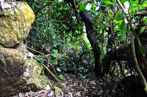 Bên cạnh hang Na Lồi thì còn có hang ở Pưa Lai. Đường lên rất khó khăn và nguy hiểm. Những chiếc quan tài được làm bằng những thân gỗ nguyên, được bổ đôi cân đối, khoét lõi và cho xác vào bên trong rồi gác lên các vách đá, có hình dáng gần như một chiếc xuồng độc mộc. Mỗi quan tài đều được khóa chặt bằng một chốt gỗ nối liền hai nửa thân quan tài lại với nhau. Ảnh: Đường lên đi tìm hang Pưa Lai. Bên cạnh hang Na Lồi thì còn có hang ở Pưa Lai. Đường lên rất khó khăn và nguy hiểm. Những chiếc quan tài được làm bằng những thân gỗ nguyên, được bổ đôi cân đối, khoét lõi và cho xác vào bên trong rồi gác lên các vách đá, có hình dáng gần như một chiếc xuồng độc mộc. Mỗi quan tài đều được khóa chặt bằng một chốt gỗ nối liền hai nửa thân quan tài lại với nhau. Ảnh: Đường lên đi tìm hang Pưa Lai.